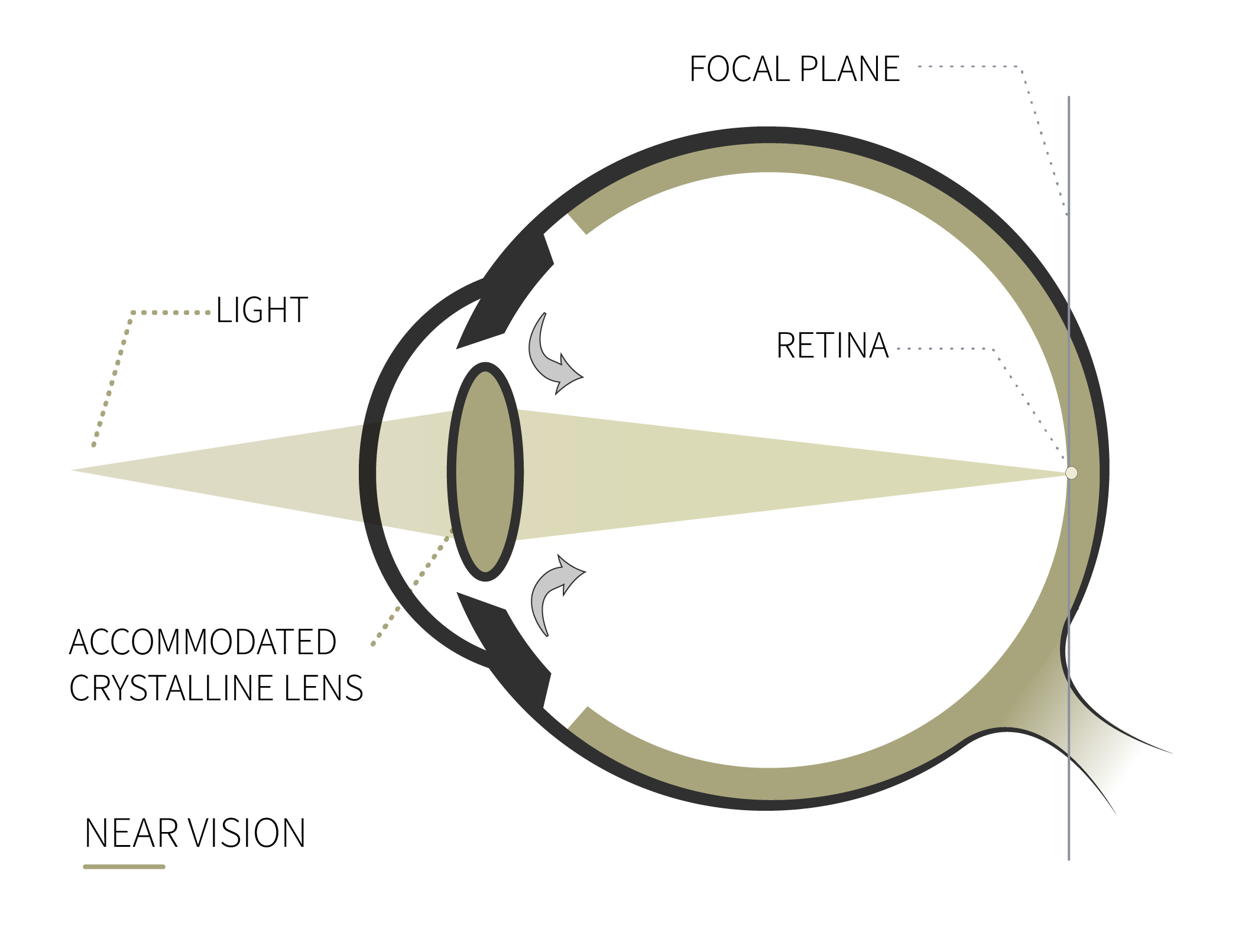 near vision rahhal eye anatomy